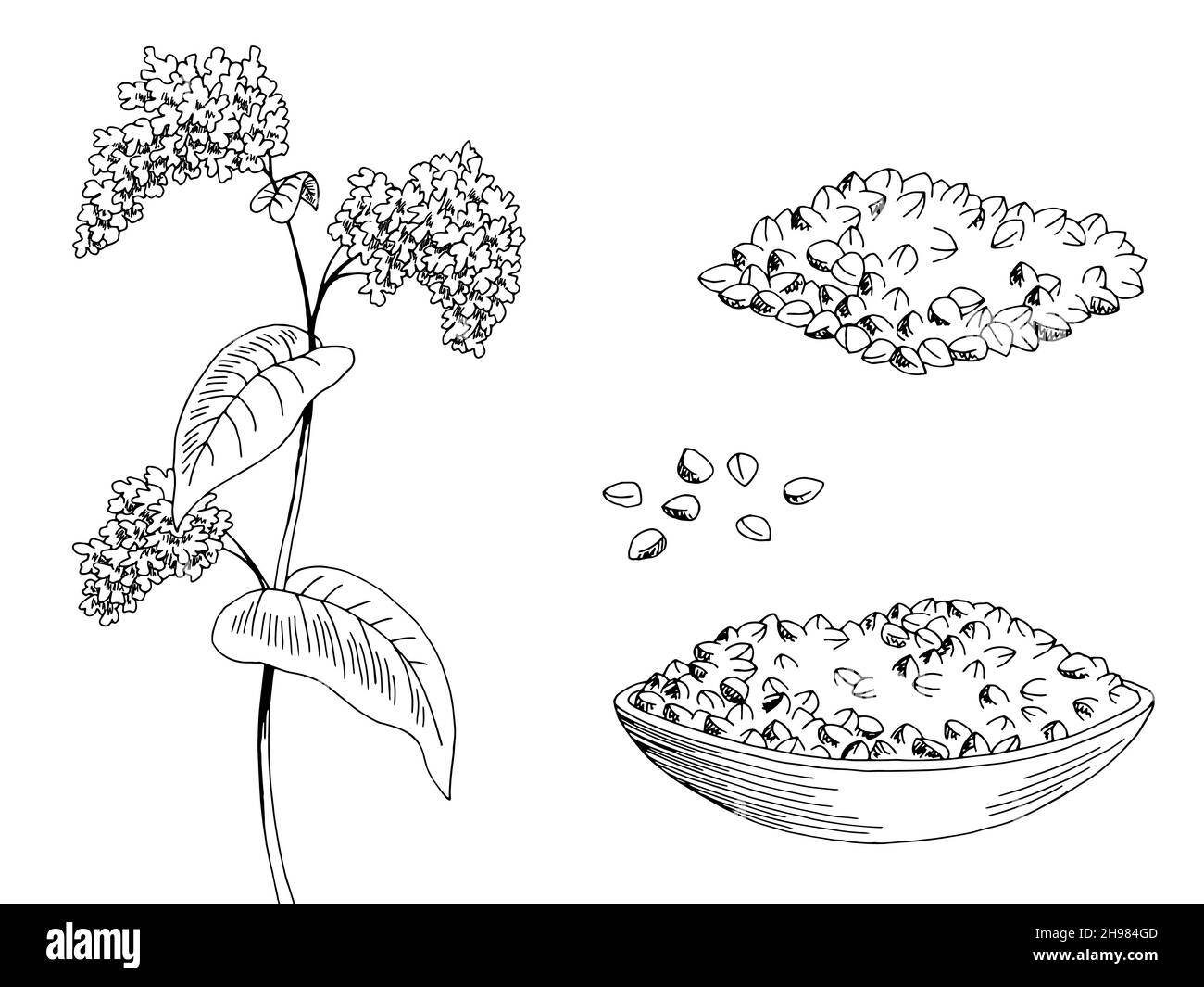 Graphique de plante de sarrasin noir blanc isolé dessin vecteur d'illustration Illustration de Vecteur