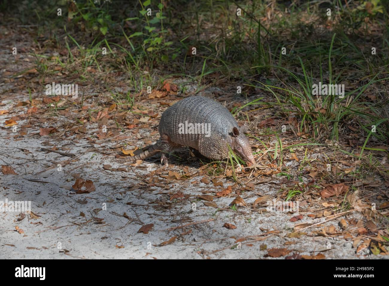 Un armadillo à neuf bandes (Dasypus novemcinctus) à la Réserve nationale de recherche estuarienne Guana-Tolomato-Matanzas. Banque D'Images