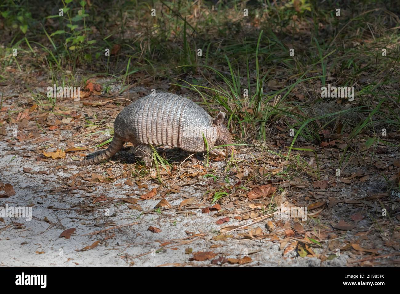 Un armadillo à neuf bandes (Dasypus novemcinctus) à la Réserve nationale de recherche estuarienne Guana-Tolomato-Matanzas. Banque D'Images