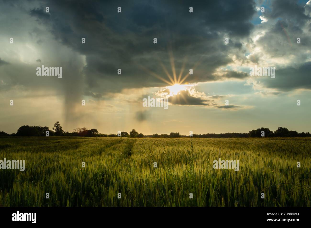 Le soleil sous un nuage foncé sur un champ de céréales, Noviny, Pologne Banque D'Images