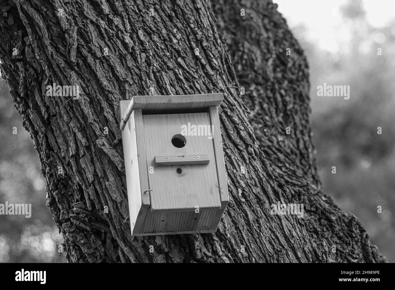 Birdhouse sur l'arbre au printemps dans un parc Banque D'Images