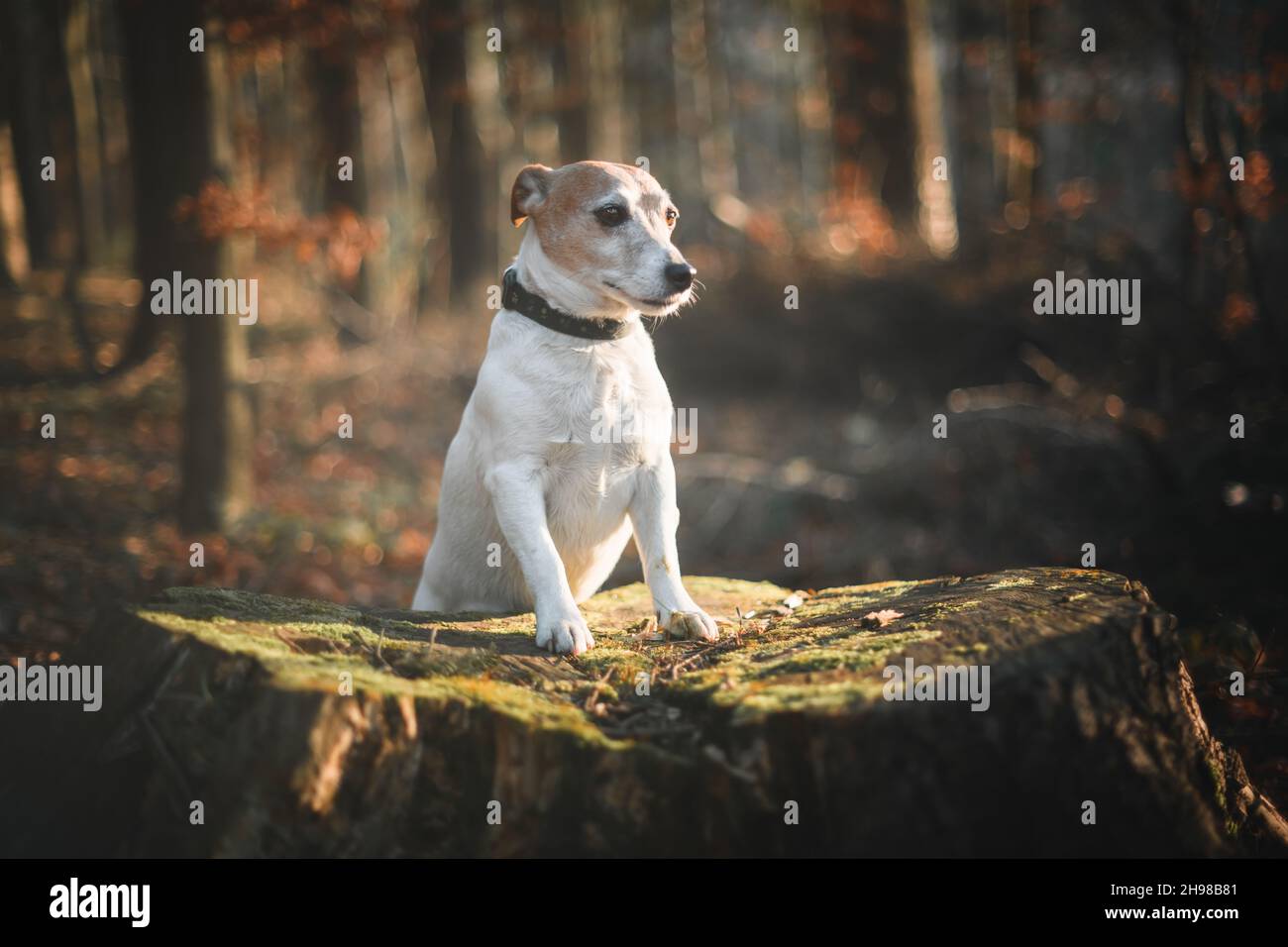 Chien terrier Jack russel sur tige de pin avec mousse verte dans la forêt d'automne.Photographie d'animaux et de la nature Banque D'Images