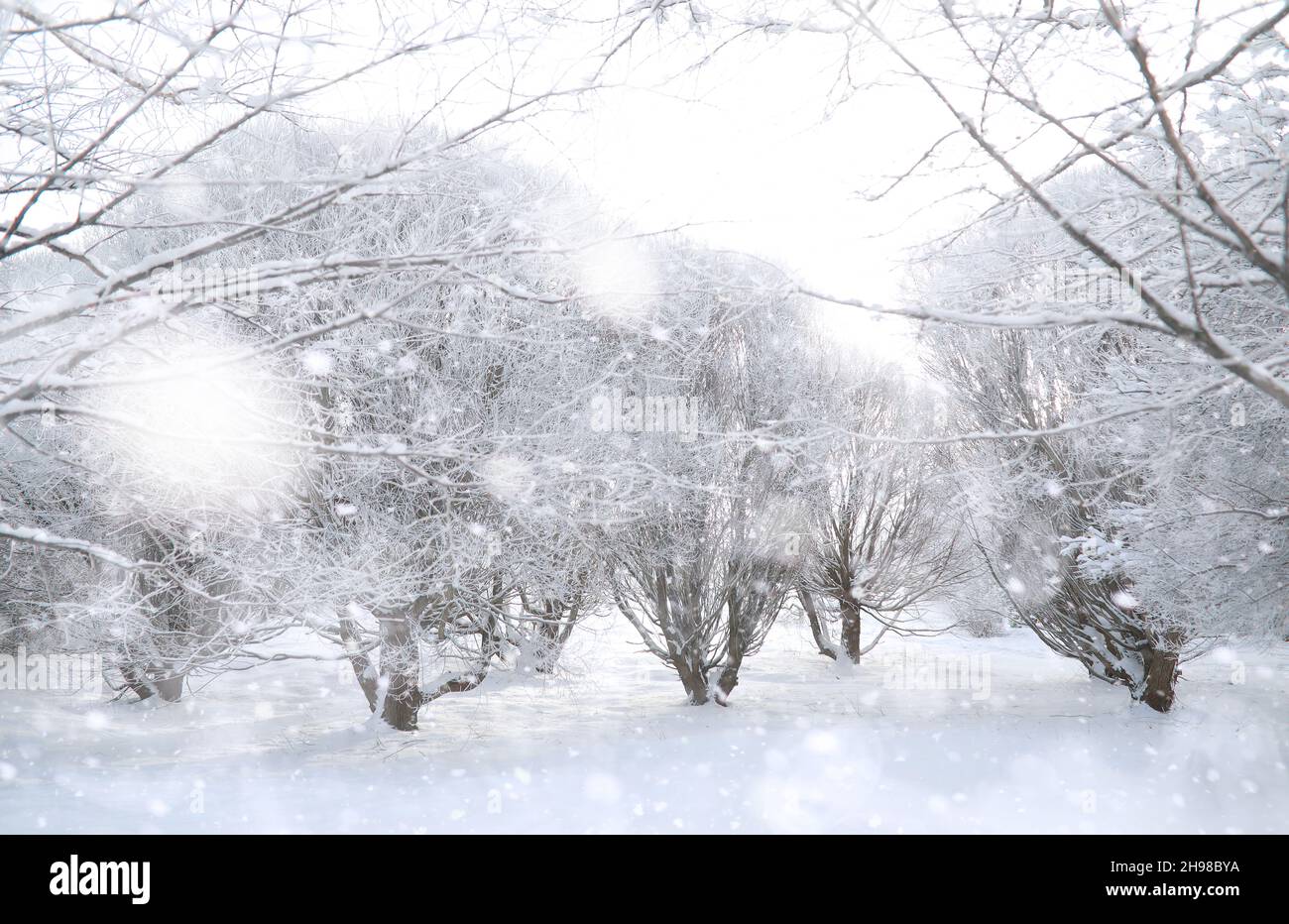 Parc D Hiver Paysage Par Temps Enneige Jour De Janvier Photo Stock Alamy