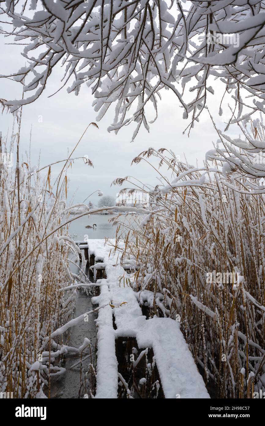 Seul le cygne nage dans l'eau du lac d'hiver au lever du soleil.Jetée en bois recouverte de neige et de roseau givrée et de branches d'arbres au premier plan.Photographie de paysage Banque D'Images