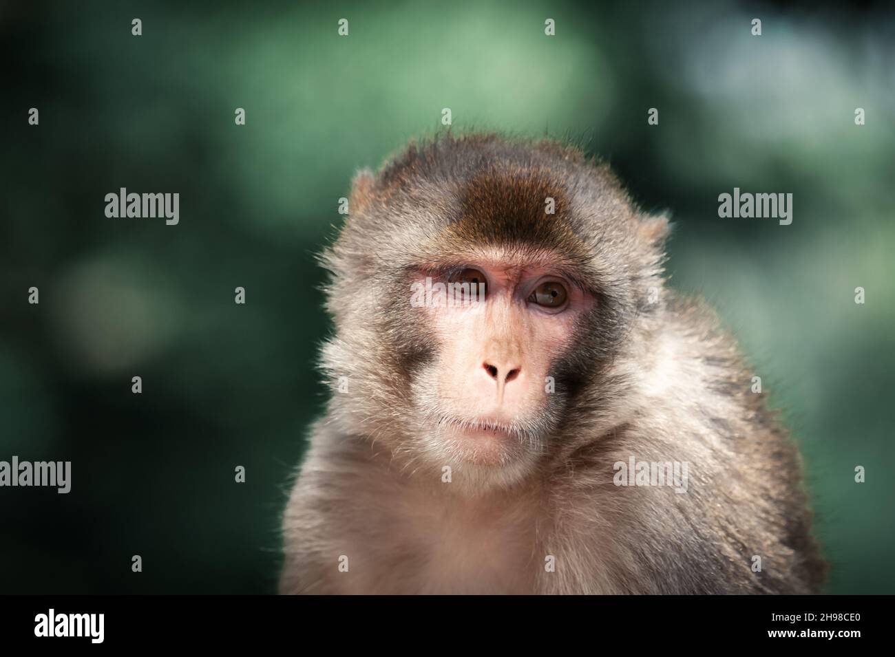 Portrait d'un singe rhésus macaque (Macaca mulatta) sur fond de forêt verte, Inde.Photographie d'animaux Banque D'Images