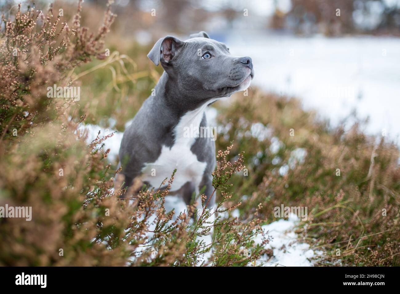 Blue American Staffordshire Terrier Puppy Banque D'Images