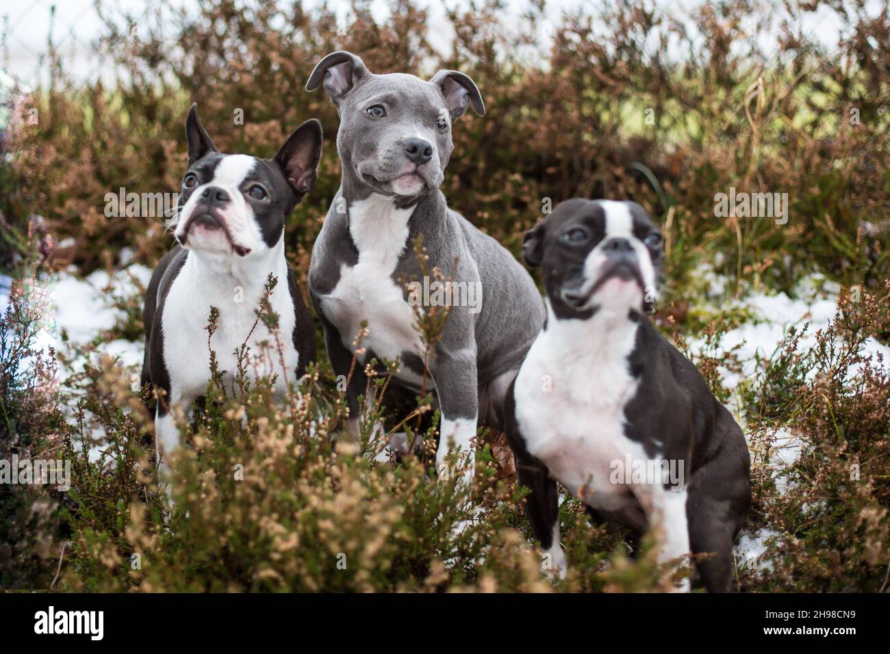 Trois chiens, deux Boston Terrier et un chiot bleu Staffordshire Terrier Banque D'Images