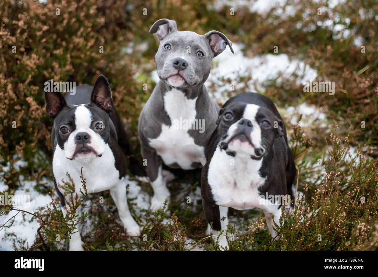 Trois chiens, deux Boston Terrier et un chiot bleu Staffordshire Terrier Banque D'Images