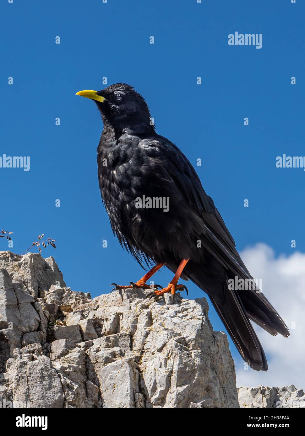 La Daw européenne noire, Pyrrhocorax Gruculus, est attentive sur Rock Banque D'Images