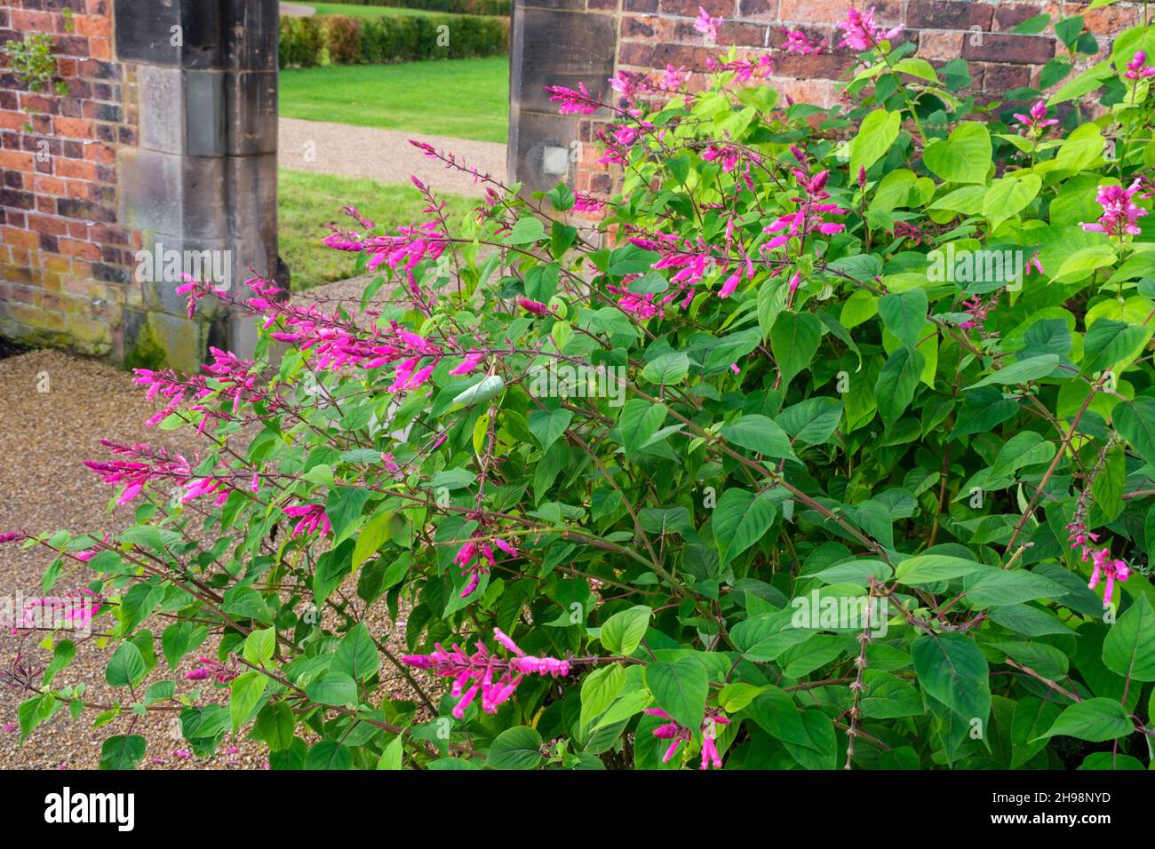 Salvia involucrata 'Hadspen' feuille de rosy sauge en fleur en automne dans le jardin britannique Banque D'Images