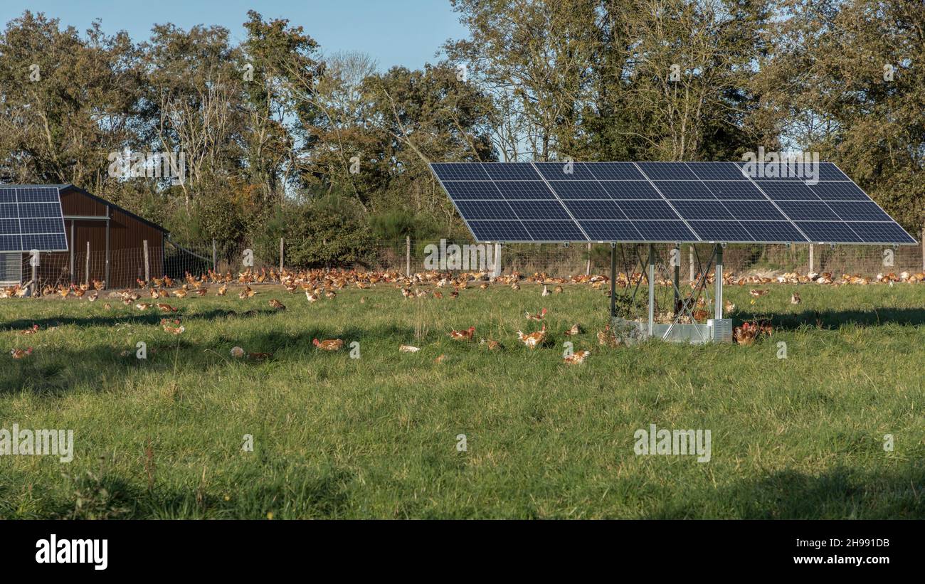 une utilisation responsable des terres avec des chcikens à portée libre vivant sous des panneaux solaires rendant l'entreprise plus durable Banque D'Images