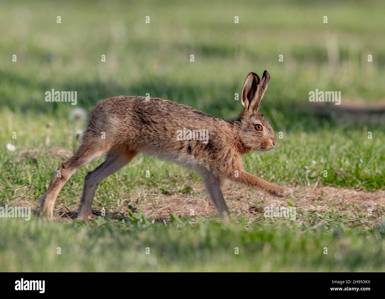 Herbe de marge, lièvre brun, meilleur pied en avant, course, Leveret, minuscule, mignon, environnement agricole, environnement naturel, lièvre, doux, bébé, Whiskers, Cheeky, gros plan, LEP Banque D'Images