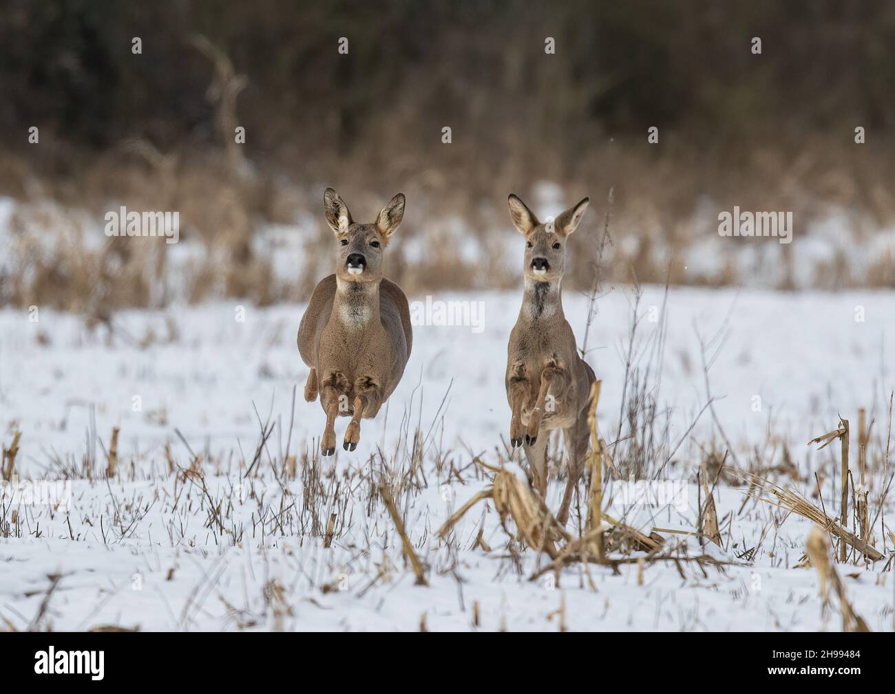Deux cerfs de Virginie dans les airs, bondissant et englobant la couverture de jeu dans la neige.Suffolk, Royaume-Uni Banque D'Images