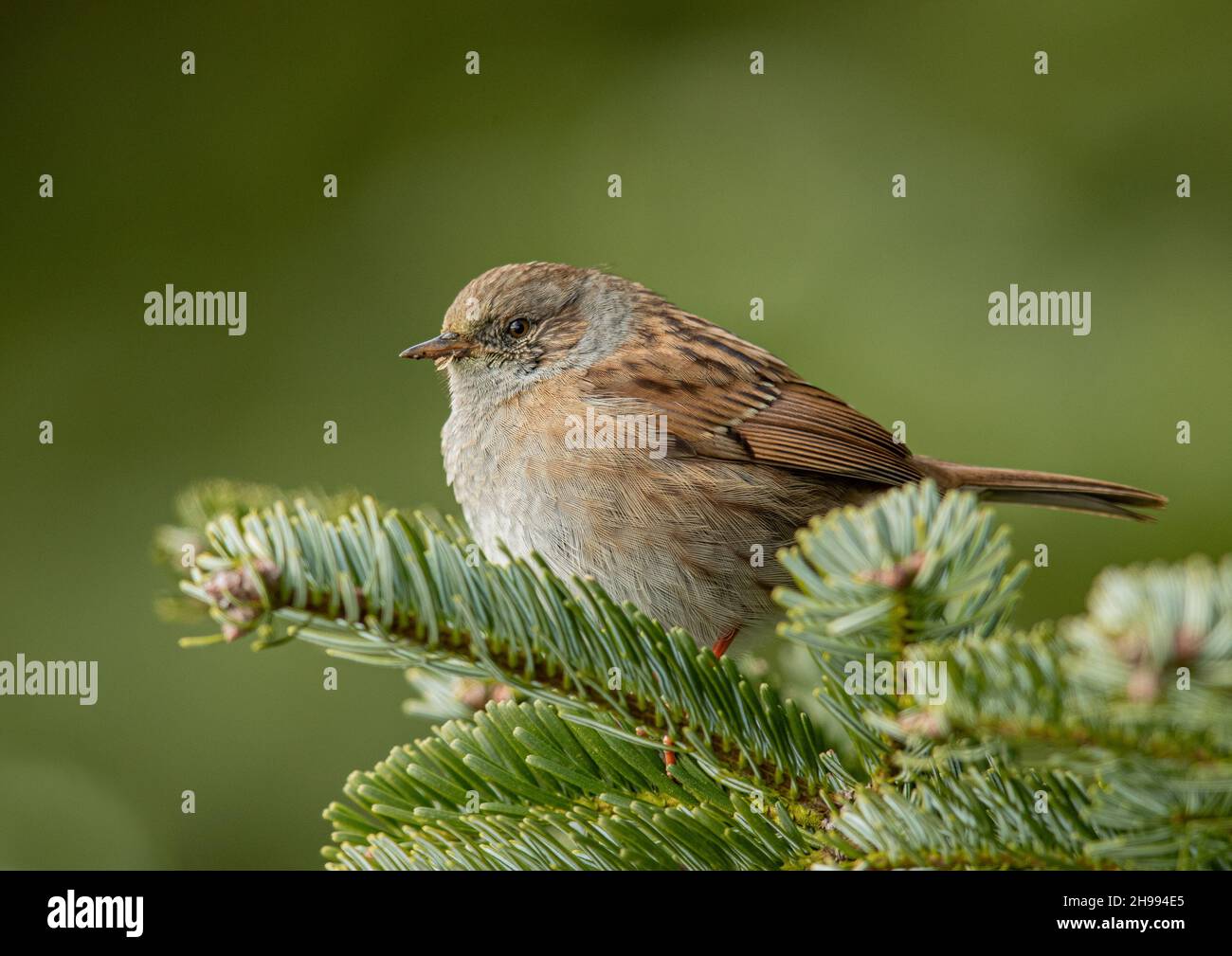 Un Bruant de haie ou Dunnock, s'est assis happily dans un arbre de Noël.Suffolk Royaume-Uni . Banque D'Images