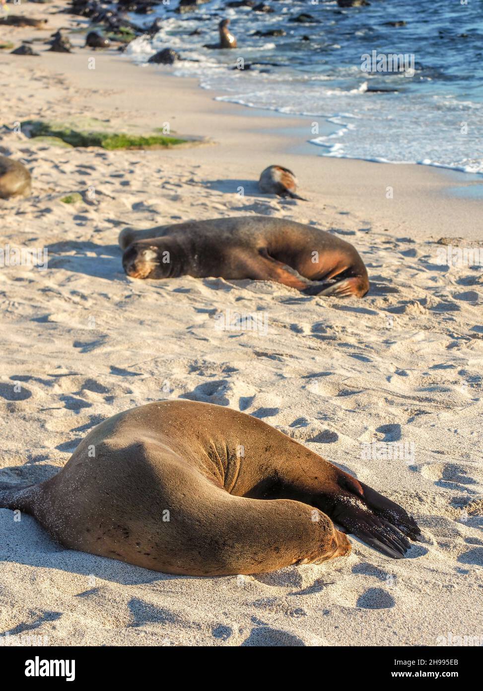 Famille de lions de mer se reposant sur la plage de sable par beau temps.Îles Galapagos Banque D'Images