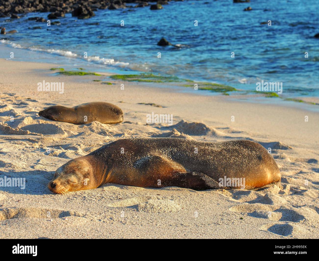 Famille de lions de mer se reposant sur la plage de sable par beau temps.Îles Galapagos Banque D'Images
