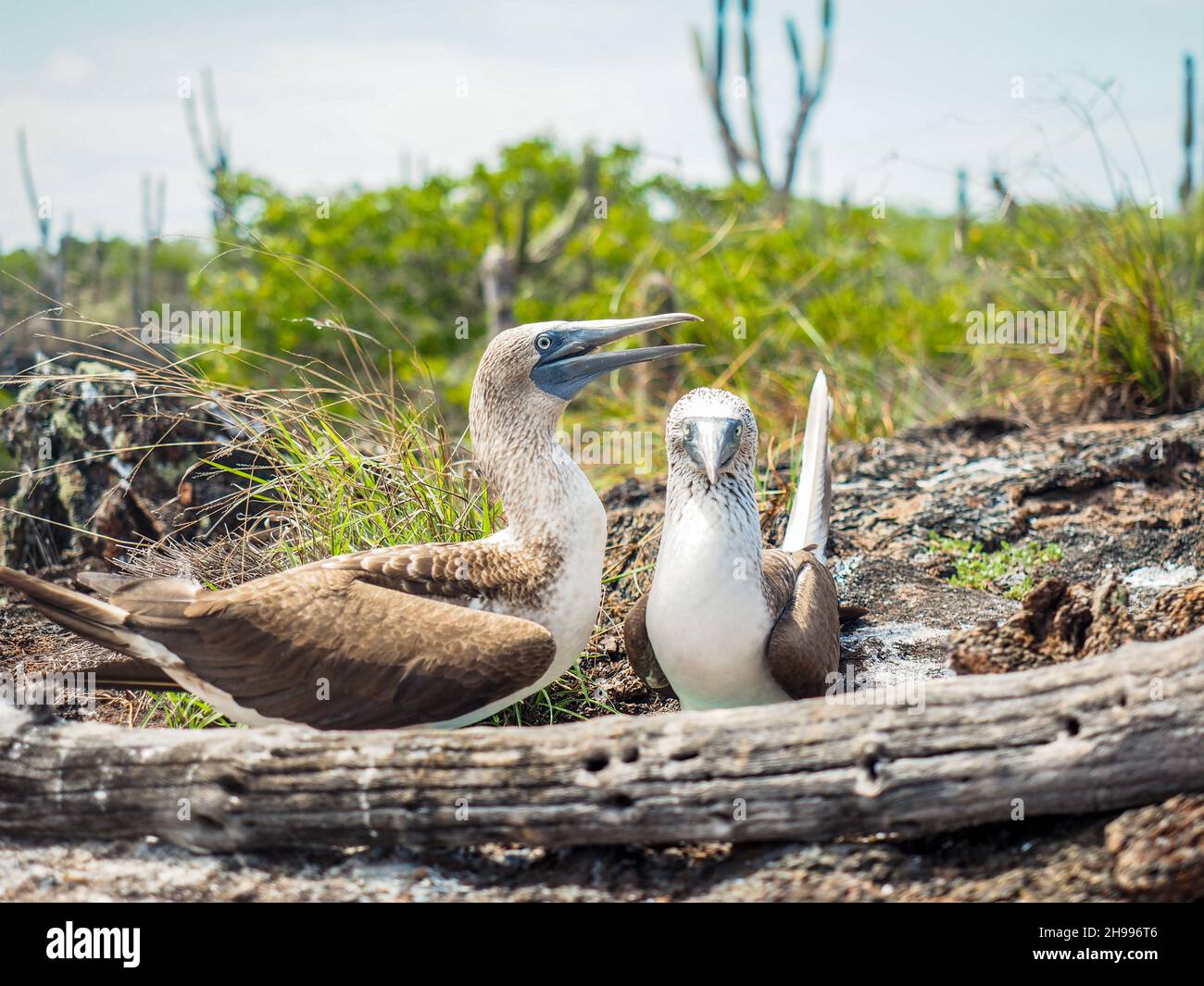 Couple de bobies à pieds bleus dans leur nid.Île de Galapagos, Équateur.Animaux endémiques.Oiseaux rares Banque D'Images Couple de bobies à pieds bleus dans leur nid.Île de Galapagos, Équateur.Animaux endémiques.Oiseaux rares Banque D'Images