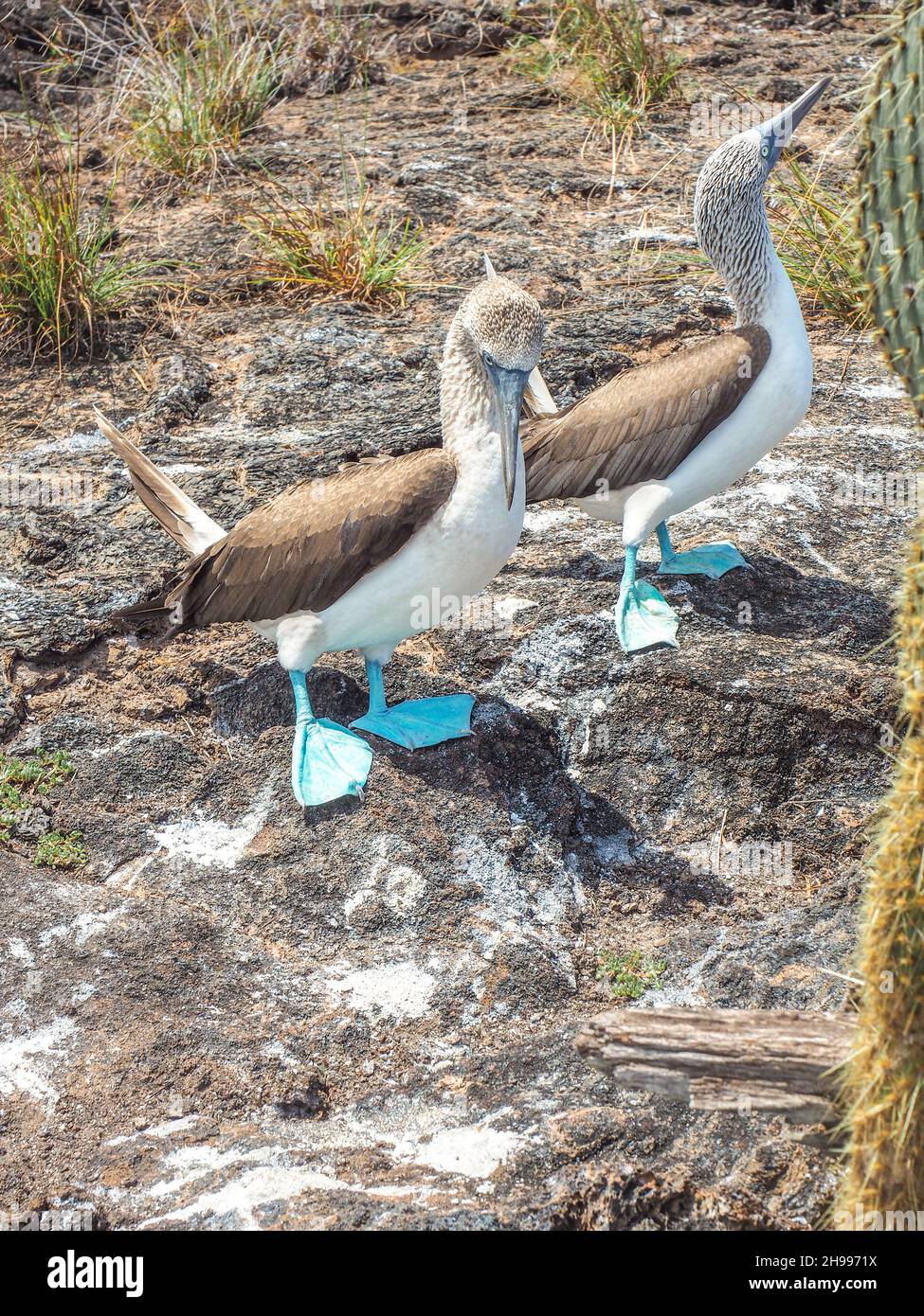Couple de bobies à pieds bleus dans leur nid.Île de Galapagos, Équateur.Animaux endémiques.Oiseaux rares Banque D'Images Couple de bobies à pieds bleus dans leur nid.Île de Galapagos, Équateur.Animaux endémiques.Oiseaux rares Banque D'Images