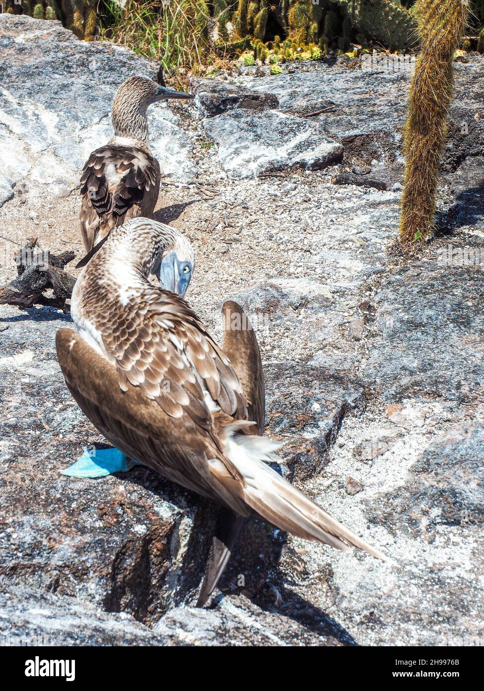 Couple de bobies à pieds bleus dans leur nid.Île de Galapagos, Équateur.Animaux endémiques.Oiseaux rares Banque D'Images Couple de bobies à pieds bleus dans leur nid.Île de Galapagos, Équateur.Animaux endémiques.Oiseaux rares Banque D'Images
