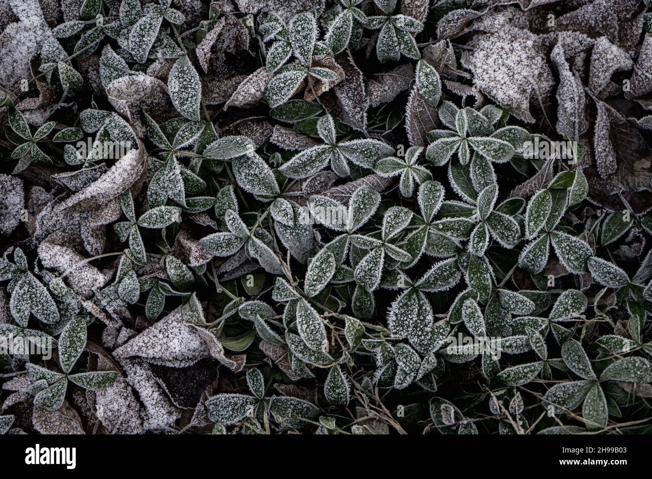 Vignes avec feuilles vertes recouvertes de gel blanc. Banque D'Images