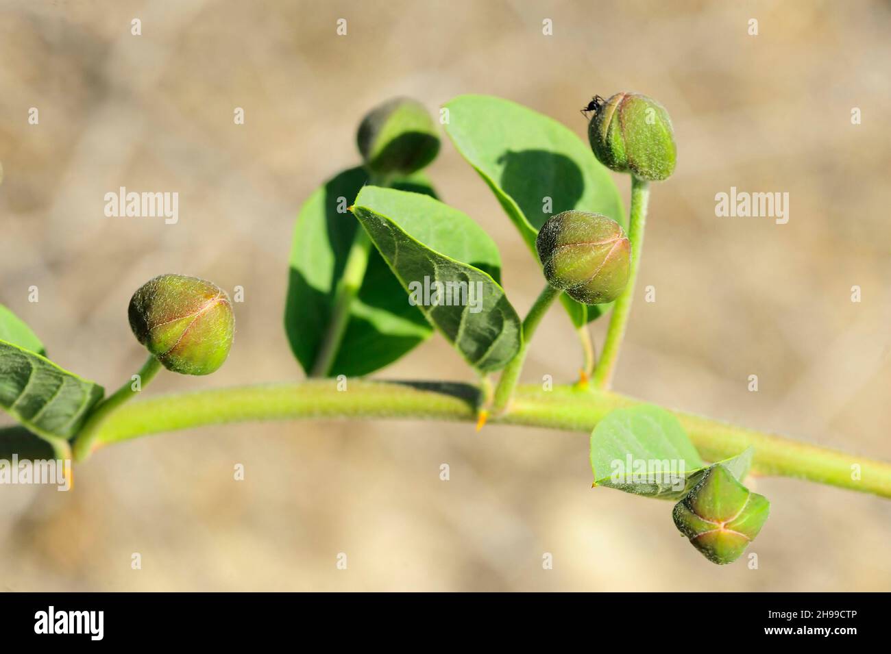 Capparis spinosa - le caper, est une plante de sorbby avec des bourgeons comestibles. Banque D'Images