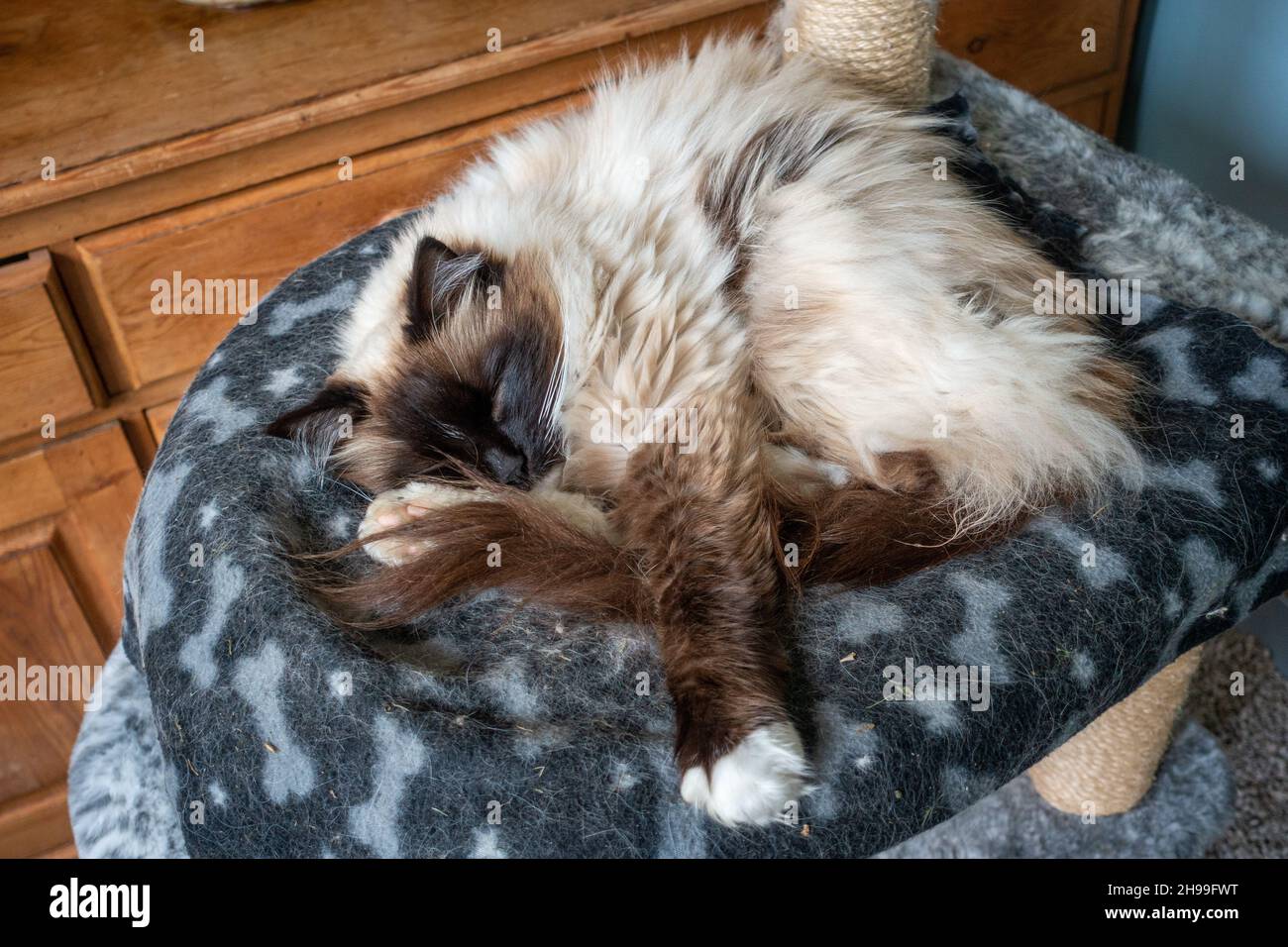 Chat endormi sur une couverture dans la maison.Alfie Banque D'Images