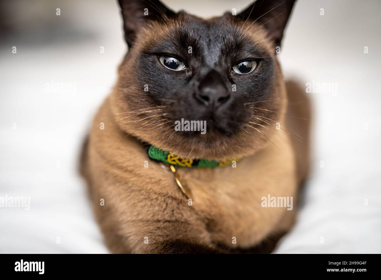 Gros plan de chat Tonkinese assis sur le lit avec couette blanche Banque D'Images