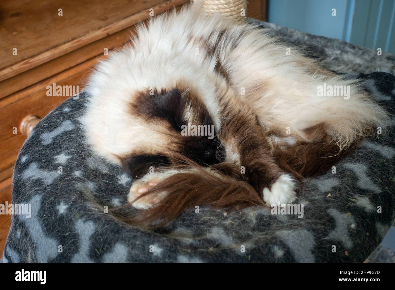 Chat endormi sur une couverture dans la maison.Alfie Banque D'Images