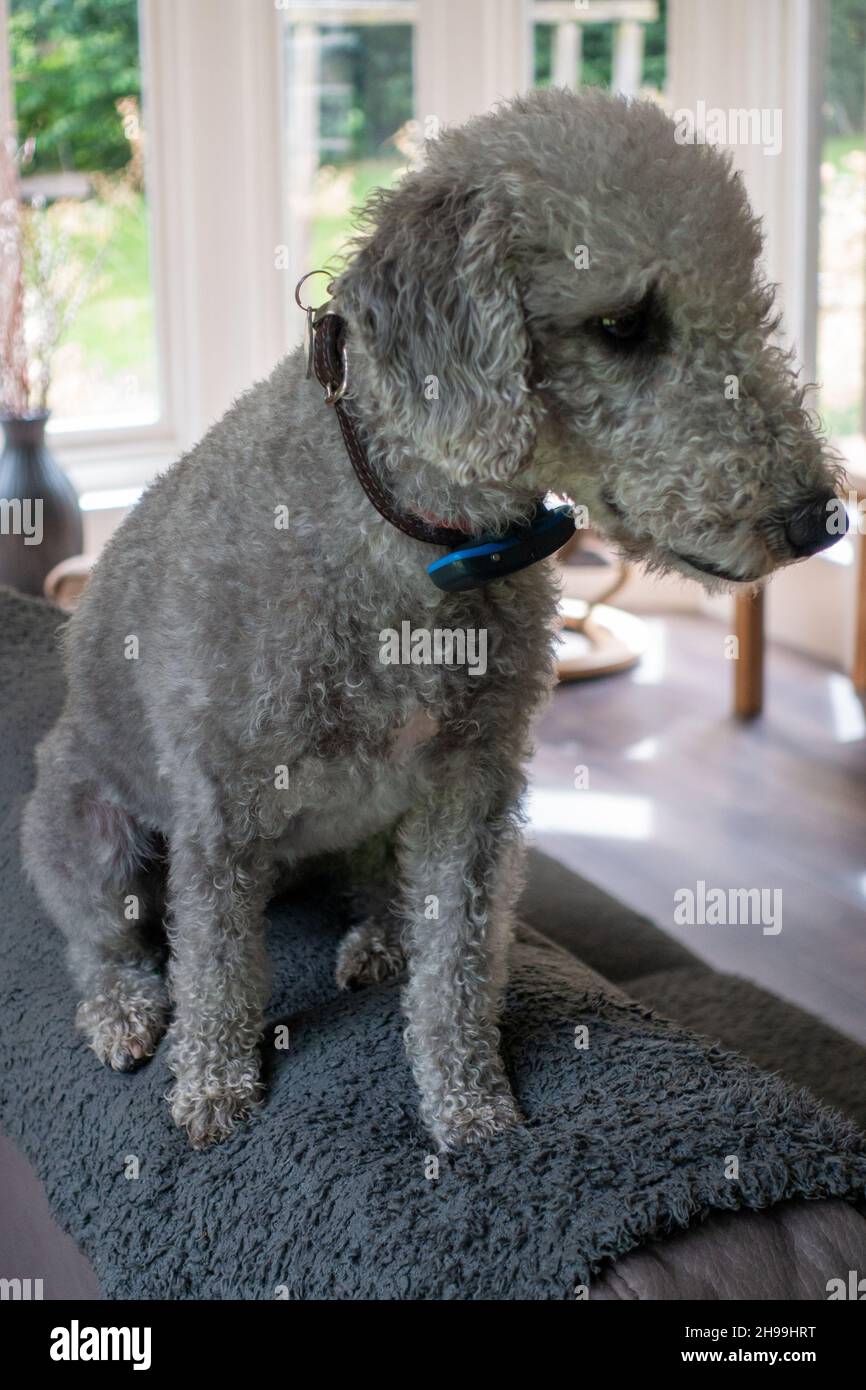 Terrier de Beddington. Banque D'Images