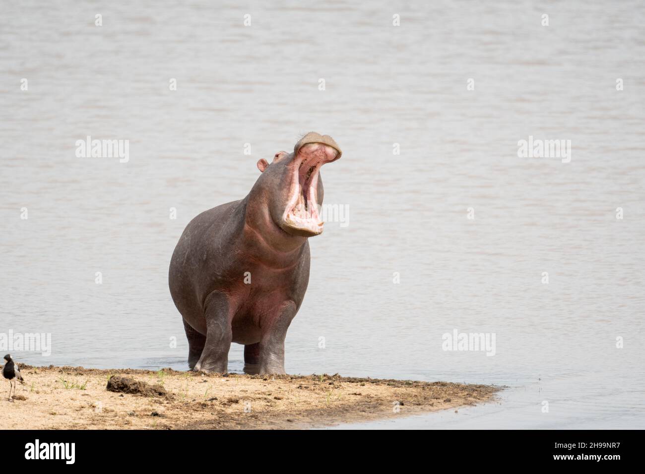 Hippopotame avec sa bouche ouverte sur le bord d'un lac dans la réserve de sable de Sabi en Afrique du Sud Banque D'Images