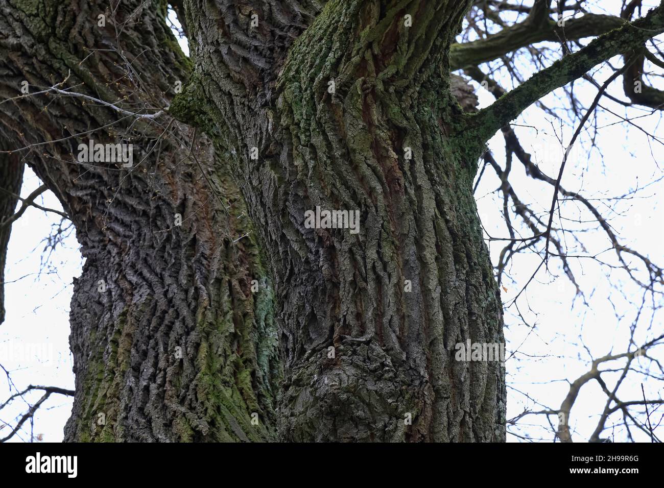 L'écorce sur le tronc épais d'un arbre à feuilles caduques Banque D'Images