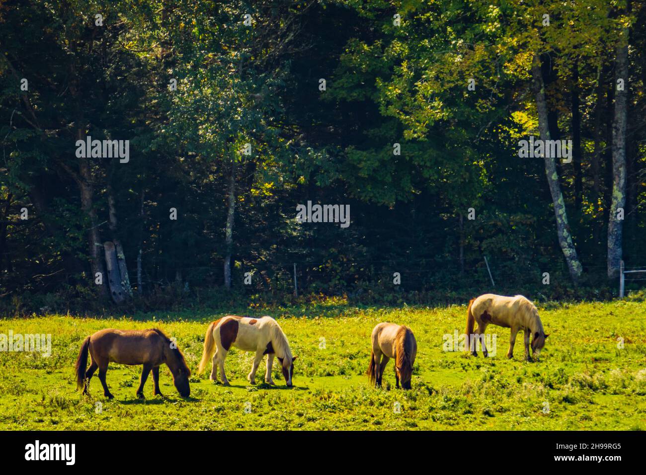 Poneys islandais dans un pré sur une ferme de chevaux de spécialité dans le Vermont, États-Unis Banque D'Images