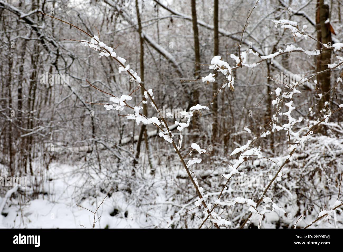 Forêt d'hiver, arbres enneigés.La nature après les chutes de neige, temps froid Banque D'Images