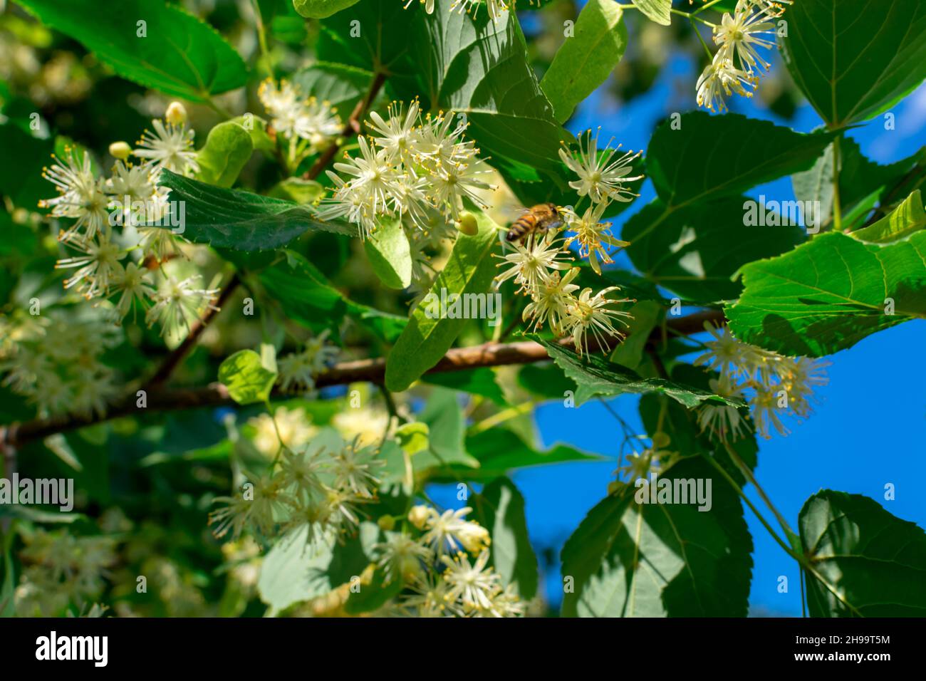 Linden fleurit sur des branches en feuilles vertes sur fond de ciel bleu.Floraison d'été. Banque D'Images