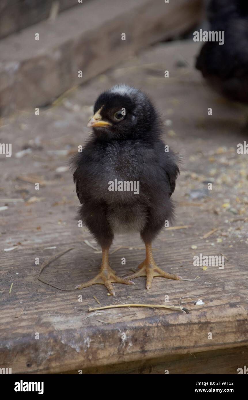 Poussin noir moelleux de baryard mélange debout dans la cour, Maine, Etats-Unis Banque D'Images