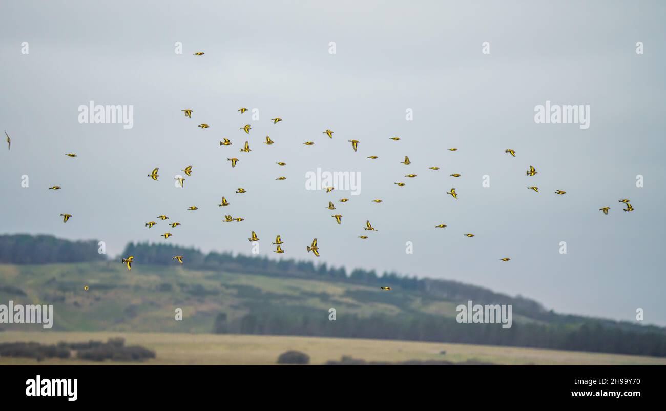 Un troupeau de lagre de goldfinches (Carduelis carduelis) sur l'aile survolant la plaine de Salisbury Wiltshire au Royaume-Uni Banque D'Images