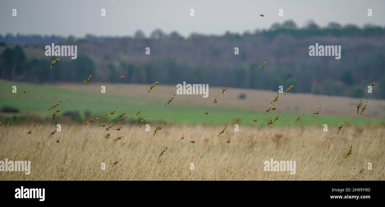 Un troupeau de lagre de goldfinches (Carduelis carduelis) sur l'aile survolant la plaine de Salisbury Wiltshire au Royaume-Uni Banque D'Images