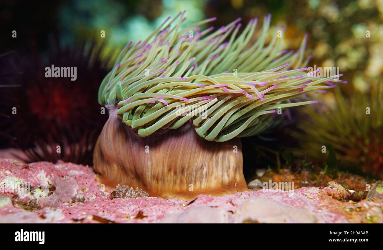 Snakelocks mer anémone, Anemonia viridis gros plan, sous l'eau dans l'océan, Atlantique est, Espagne, Galice Banque D'Images