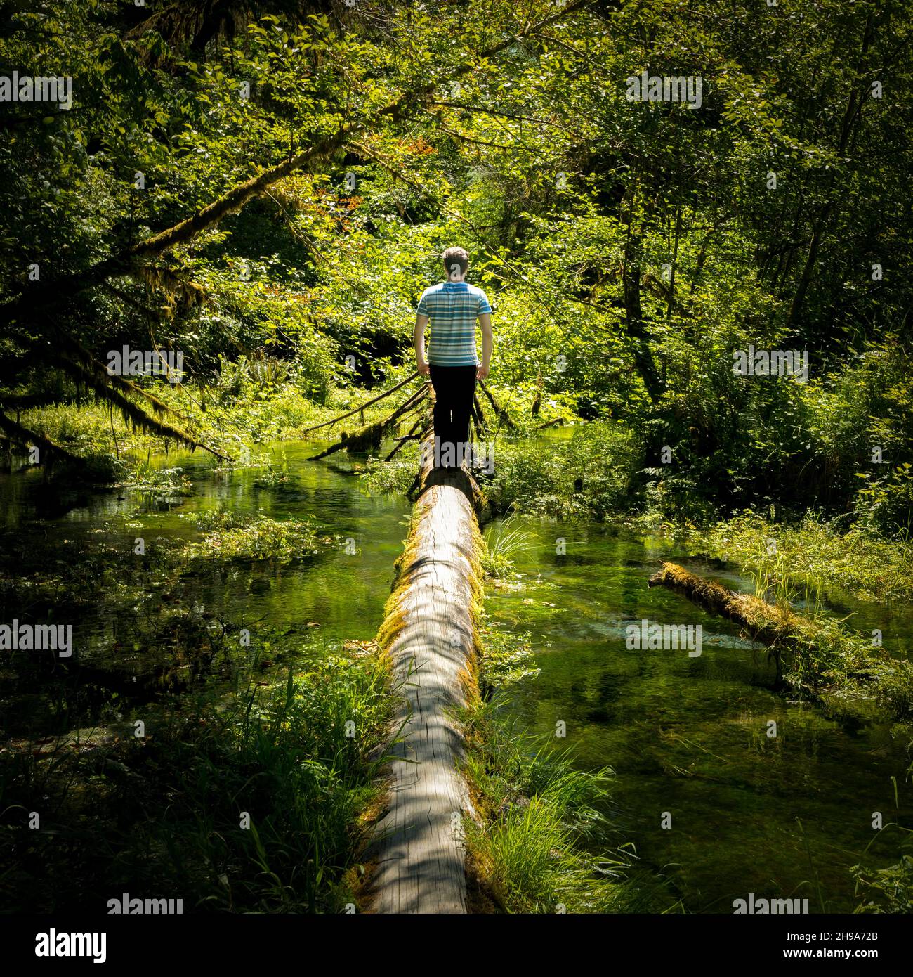 Jeune homme debout sur une Log.Taft Creek, Hall of Mosses Trail, Hoh Rain Forest, Parc national olympique, État de Washington, États-Unis Banque D'Images