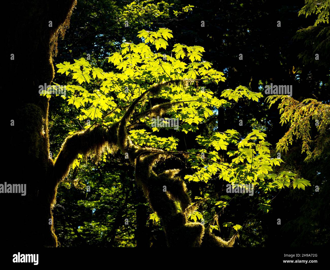 Maple Tree rétroéclairé sur Kestner Homestead Trail, forêt tropicale de Quinault, parc national olympique, État de Washington, États-Unis Banque D'Images