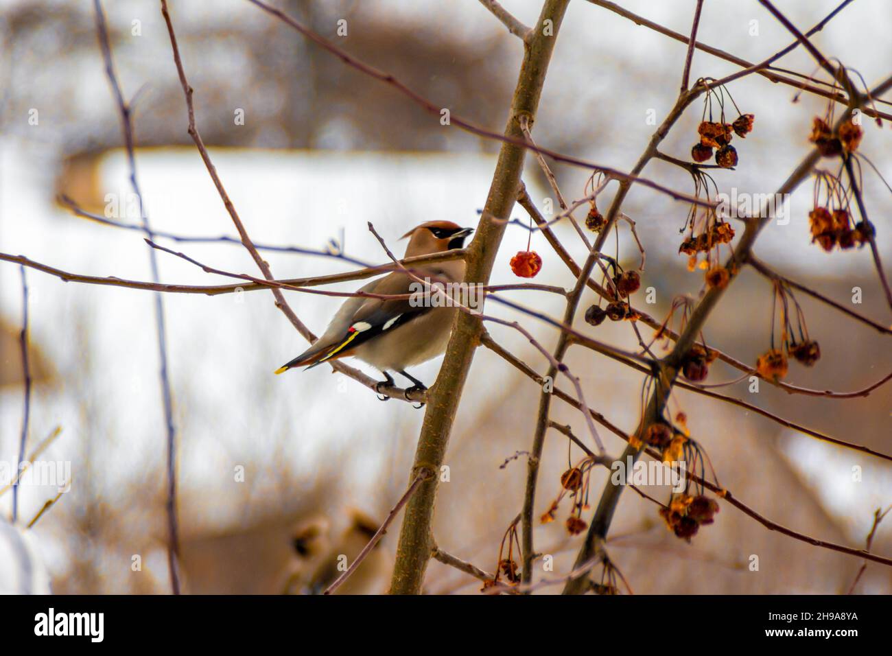 la cirage des oiseaux de la taïga vole vers les colonies en hiver et se nourrit dans les jardins et les parcs Banque D'Images