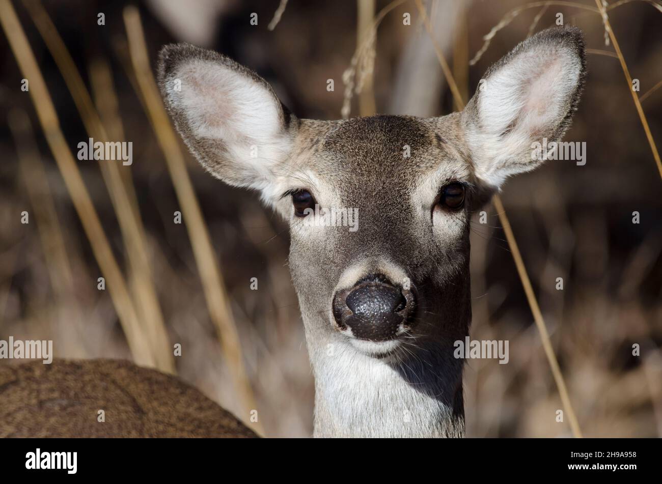 Le cerf de Virginie, l'Odocoileus virginianus, doe Banque D'Images
