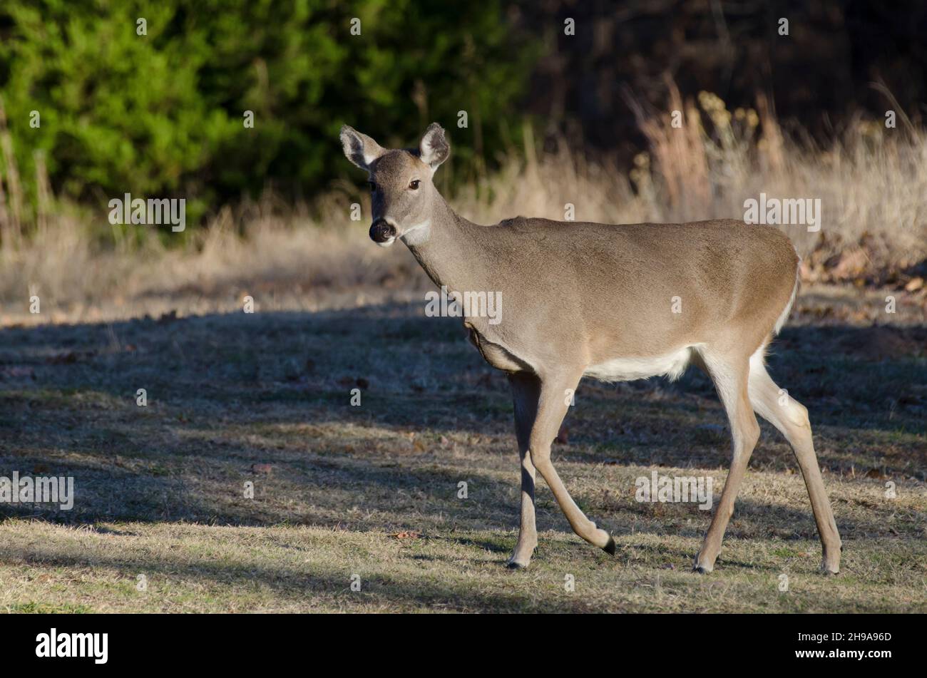 Le cerf de Virginie, l'Odocoileus virginianus, doe Banque D'Images