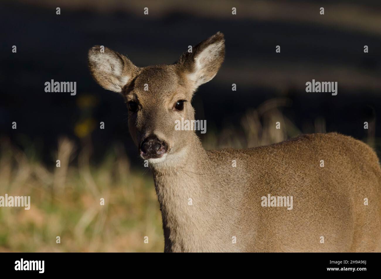 Cerf de Virginie, Odocoileus virginianus, fauve Banque D'Images