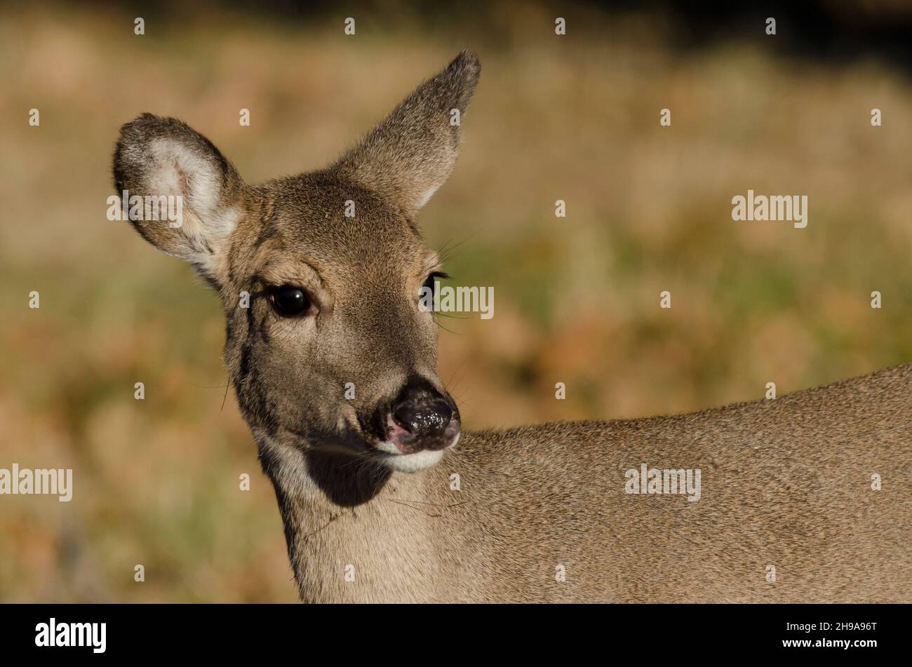 Cerf de Virginie, Odocoileus virginianus, fauve Banque D'Images
