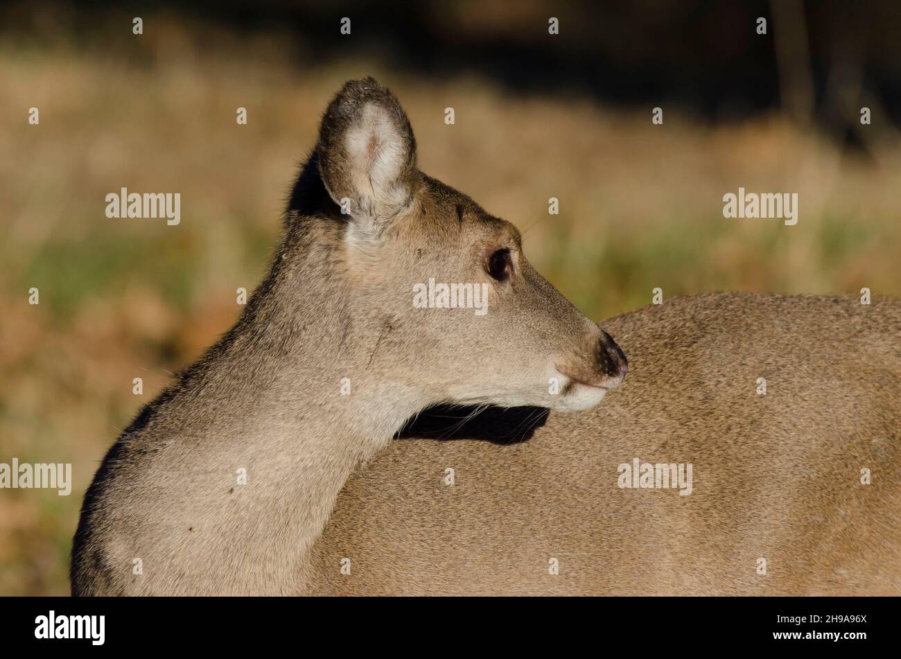 Cerf de Virginie, Odocoileus virginianus, fauve Banque D'Images