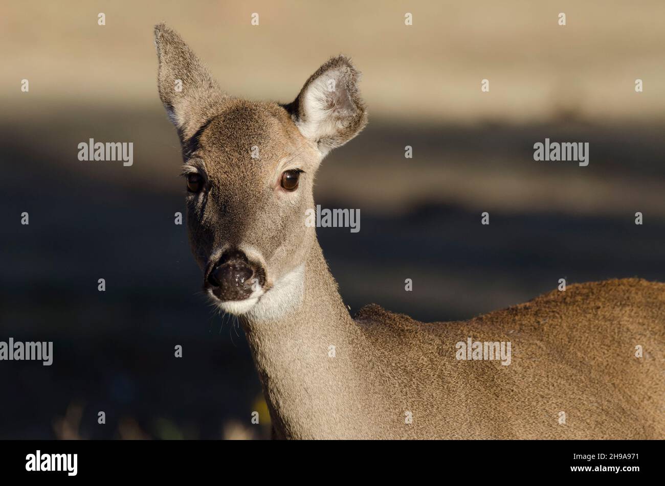 Le cerf de Virginie, l'Odocoileus virginianus, doe Banque D'Images