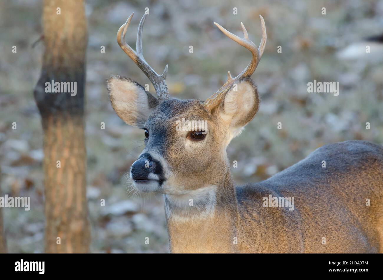 Cerf de Virginie, Odocoileus virginianus, buck Banque D'Images