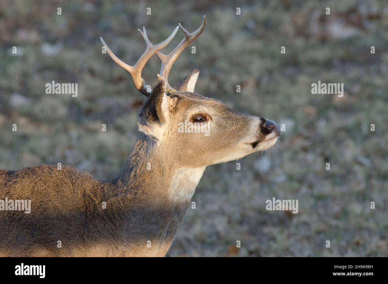 Cerf de Virginie, Odocoileus virginianus, buck Banque D'Images