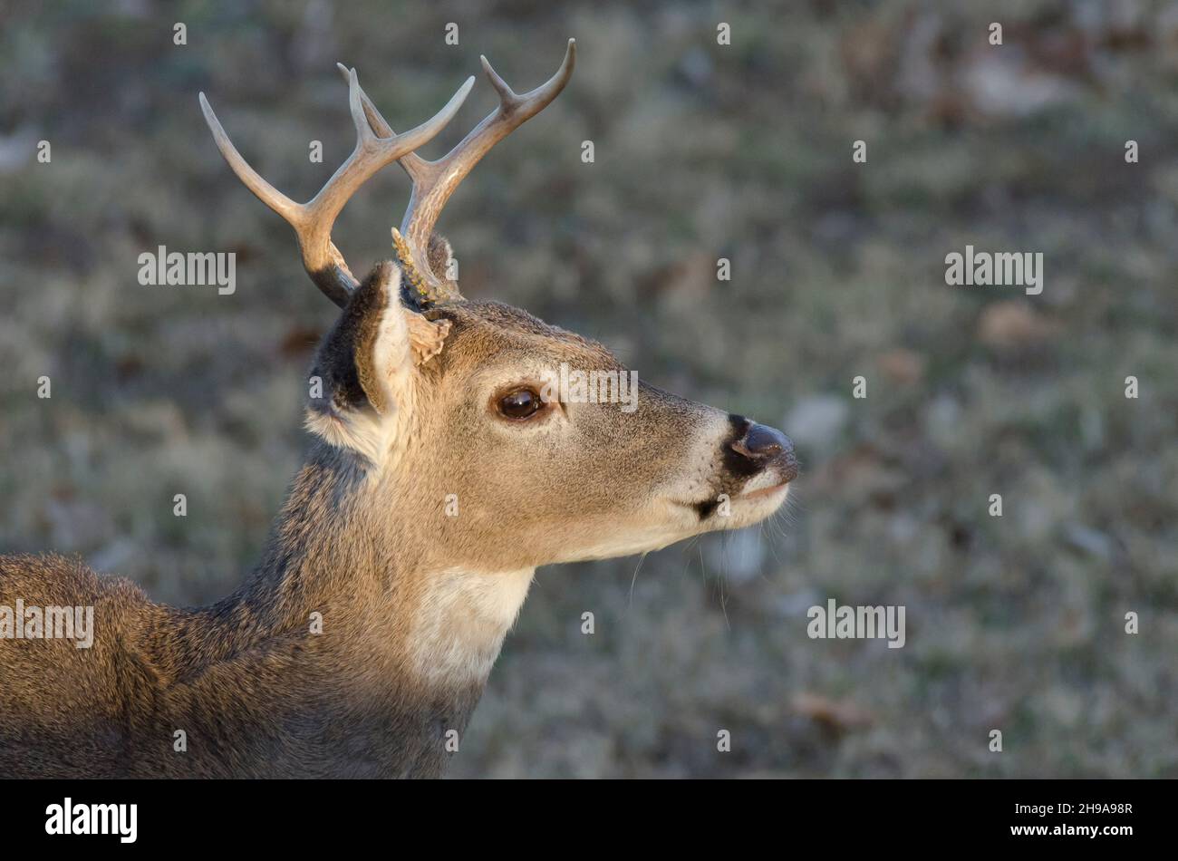 Cerf de Virginie, Odocoileus virginianus, buck Banque D'Images